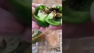 Yuck #capsicum #peppers #grow #novicegardener #southernhemispheregardening #growvegetables