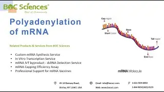 Understanding Polyadenylation of mRNA - 3' mRNA Polyadenylation - In VitroTranscription