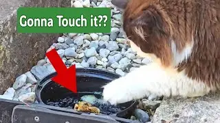 Cat Meets Frog For The First Time - The Curious Frog Adventure