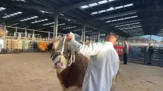 Simmental NXT GEN Show at Borderway Carlisle Friday 6th December 2024
