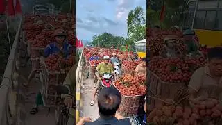 See the state of China, the world's largest fruit market
