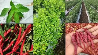 Syngenta 5531 chilli variety in Kannada, ನಂ1. ಮೆಣಸಿನಕಾಯಿ ವರೈಟಿ,👌🌿chilli farming in Kannada,