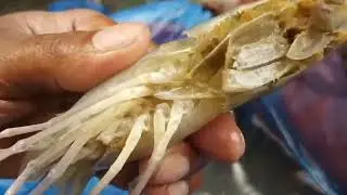 Amazing Shrimp Fish Hunting | Prawn fishing River By Hand