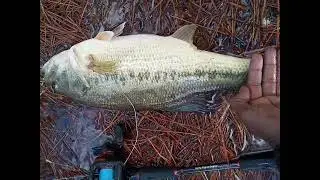 Big Bass in Mauritius