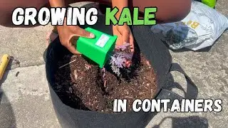 container gardening transplant&nbsp;for kale starts