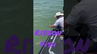 Ribbon Fish make good sharkbait #shorts, #fresh bait, #shark