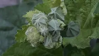 Alcea rosea (stokroos) seeds growing time laps