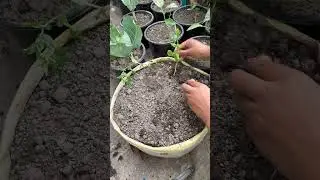 Grow Bag Mein Matar 😲 Real Result#shortvideo#satisfying#kitchengarden#short#gardeningtips#gardening