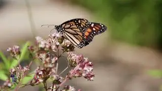 Wisconsin Life | Wisconsin butterflies thrive in Appleton sanctuary