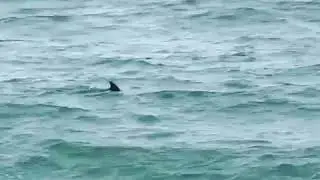 Bottlenose Dolphins Cape May New Jersey