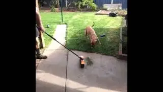 Dog vs broom