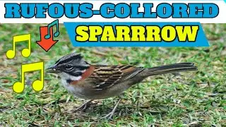 Rufous-collared Sparrow song - Zonotrichia capensis