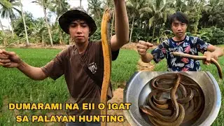 NAPAKARAMING NA HULI NATIN IGAT SA PALAYAN PESTE NAGKALAT PANGANGAWIL