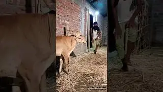 चोर और भूत 😱 Chor vs Bhoot 😩 Indian funny ghost youtubeshorts #shorts #bhoot #chori #viral #ytshorts