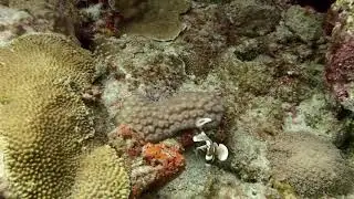 Dancing Juvenile Harlequin Sweetlips | 10/08/2019