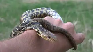 Finding Snakes in Chicago - Fox Snake