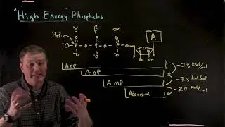 High Energy Phosphates
