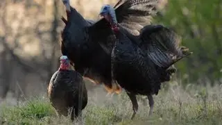 Turkey Hunting in Illinois
