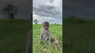 baby monkey run in the field