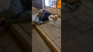 После ночи, проведенной за выпивкой, я стал заклинателем собак.