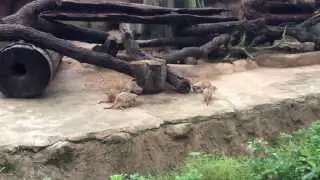 Meerkats Token Feeding Session At Singapore Zoo 2013