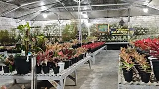 Tanaman Hias aglonema