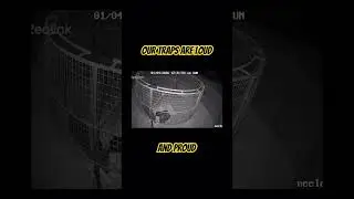 Six Hog Trap Drops
