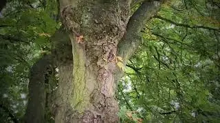 Nature Walk UK