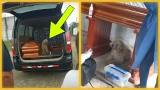 Loyal dog insists on staying beside owner&rsquo;s casket before she was laid to rest