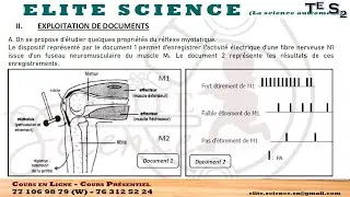 🧬 SVT : REFLEXE MYOTATIQUE (Correction Exo 2 Epreuve Marathon) - Tle S2 |