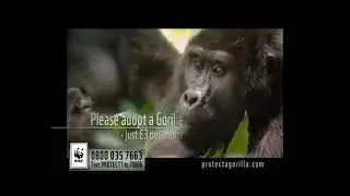 Adopt a wild gorilla - WWF-UK