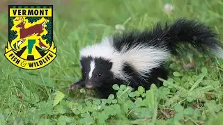 Scat and Tracks S3E4: The Striped Skunk