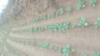 इस बार गोभी का बढ़ा रुज़ान
