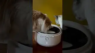 Я попробовал новую автоматическую кормушку для влажного корма от Petlibro | The Pack