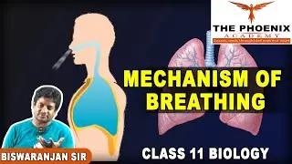 Mechanism of Breathing | Odia re bujha Class 11 Biology Concept 😍