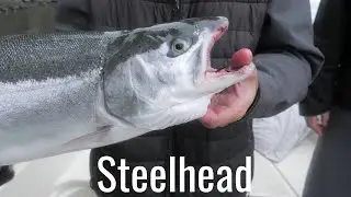 Columbia River Anchor Fishing For SUMMER Stlhd | Milennial Coon Shrimp |