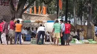 నాదెండ్ల ఎడ్ల పందాలు 4 పళ్ళు విభాగంలో 1వ జత