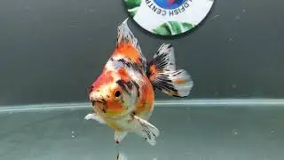 0725 03 RYUKIN CALICO 09CM M ARTEMIASHHE