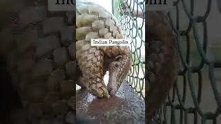 Endangered animals of India:⁣⁣🦋