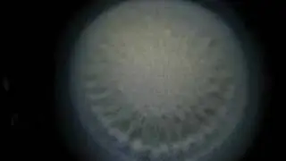 fibonacci sun flower