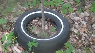 I put a tire around a small tree in 2008.