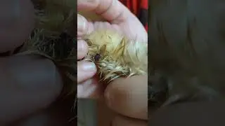 deformed or injured chick?? #chicks #deformity #hatched #homestead