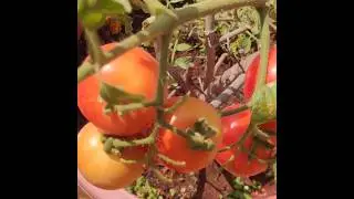 Harvesting tomatoes and lemon