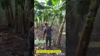Crop Protection: Spraying Bananas Against Pests & Diseases
