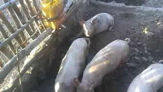 🐷 PharmUpdate 🐖 installing my first pigs Nipple drinker