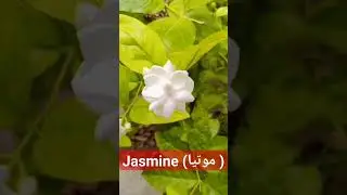 Jasmine (Jasminum موتیا کا خوشبو دار پھول Family Oleaceae #biologylecture #molecularbiology #nature