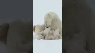 Mam&atilde;e ursa polar amamentando seus filhotes