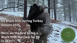 The First Merriam's Killed in the SD Black Hills in 2025? Early Morning Success in the Black Hills!