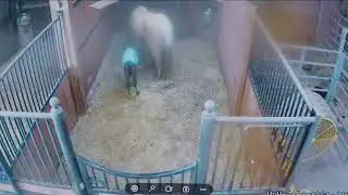 Foal Watch Live Cam- 02.23.2026