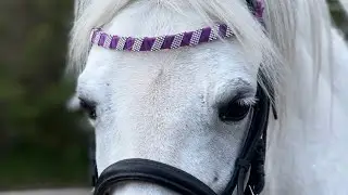 12 yo 11.2hh  grey pony